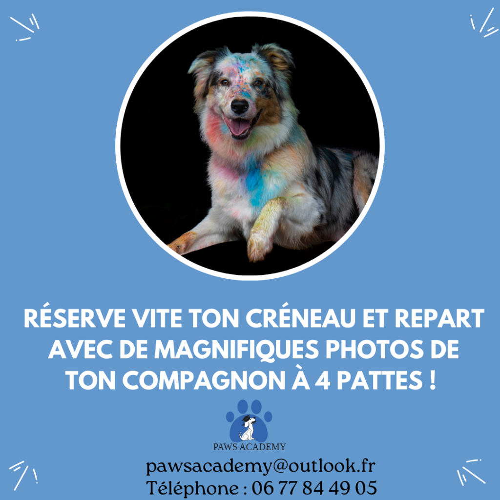 Color Dog Day - Shooting photo coloré pour chiot et chien le dimanche 28 septembre 2025 au centre d'éducation canine Paws Academy de Fontenay-Trésigny en Seine et Marne (77)