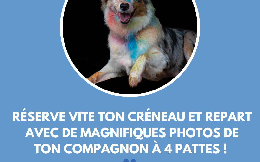 Color Dog Day - Shooting photo coloré pour chiot et chien le dimanche 28 septembre 2025 au centre d'éducation canine Paws Academy de Fontenay-Trésigny en Seine et Marne (77)