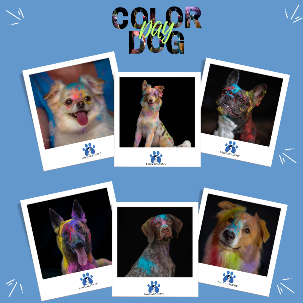 Color Dog Day - Shooting photo coloré pour chiot et chien le dimanche 28 septembre 2025 au centre d'éducation canine Paws Academy de Fontenay-Trésigny en Seine et Marne (77)