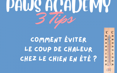 Comment éviter le coup de chaleur chez le chien en été | Paws Academy – Éducateur canin Seine-et-Marne